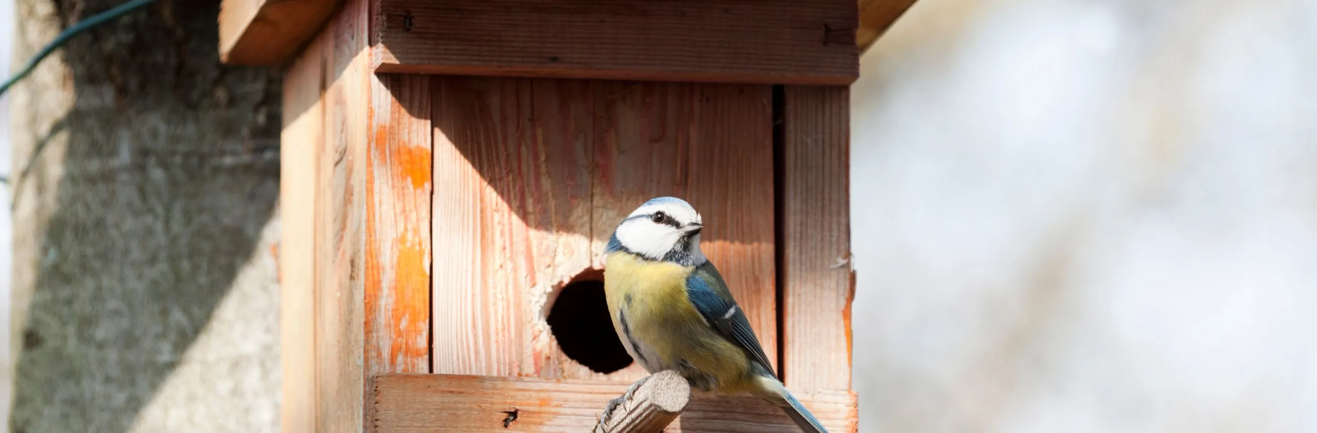 C'est l'image d'un oiseau posé devant un nichoir à oiseaux