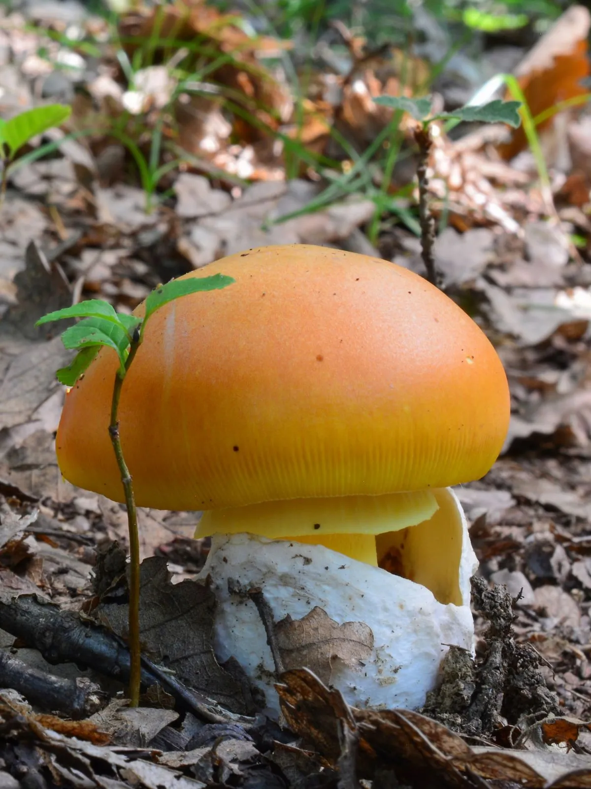 C'est l'image d'une oronge, amanite des césars