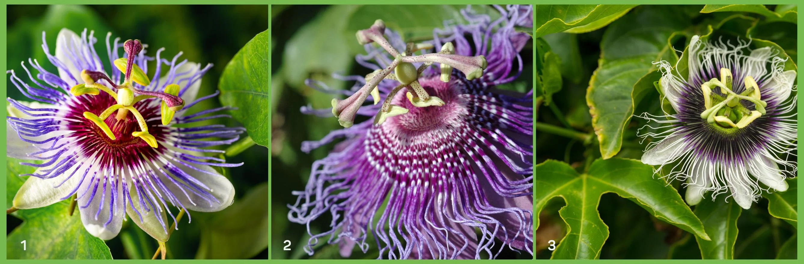 divers variétés de passiflores