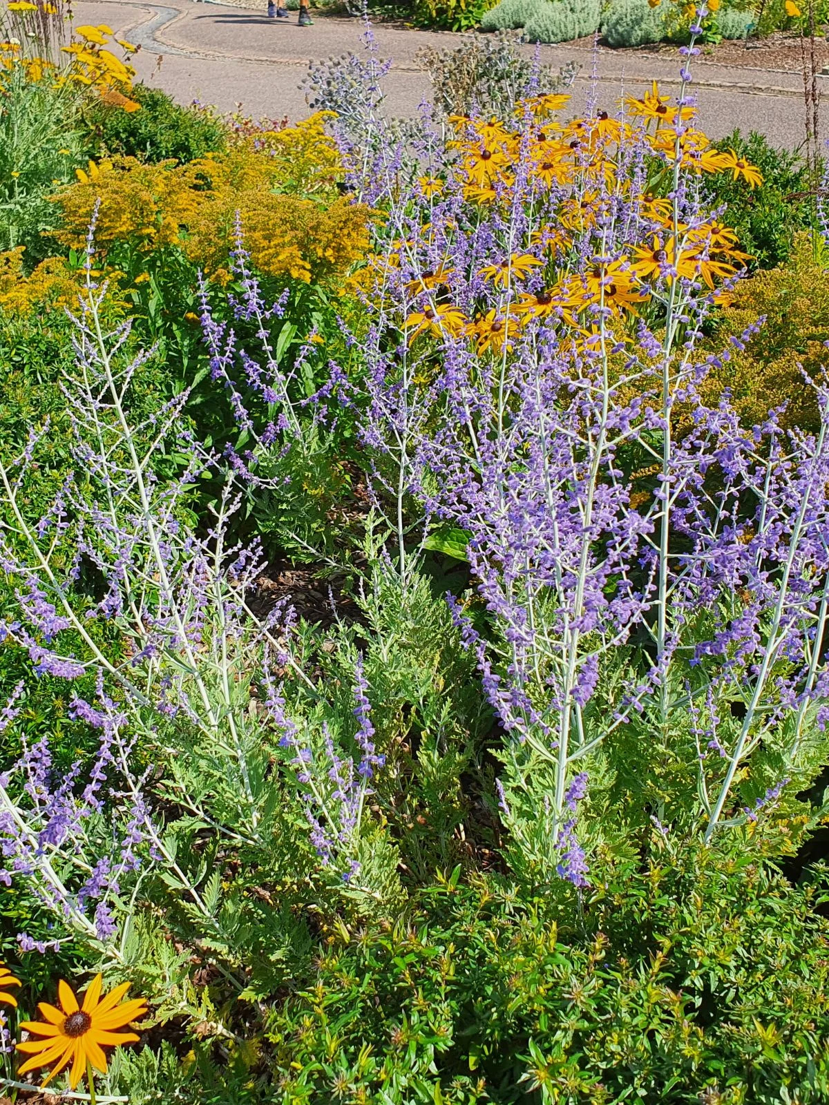 photo de perovskia en fleur