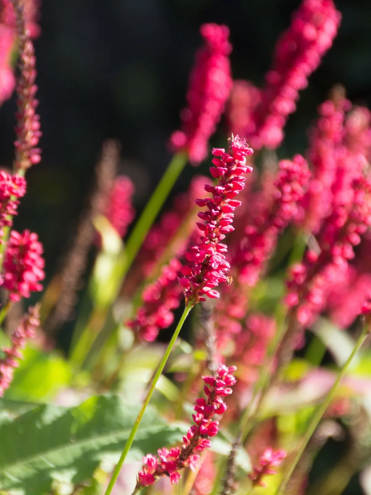 C'est des Persicaire Amplexicaulis