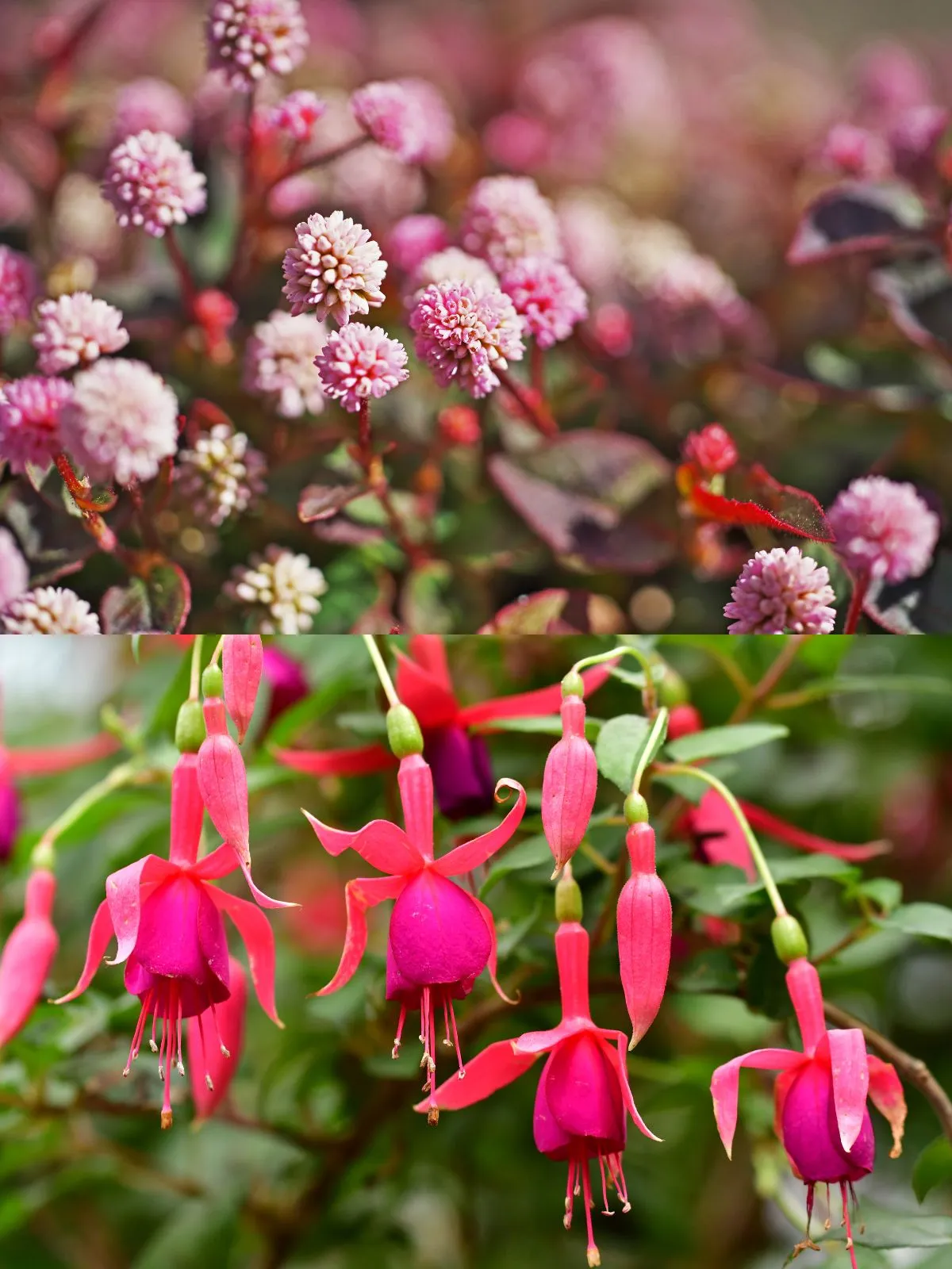 C'est la photo de fuchsias et de persicaires