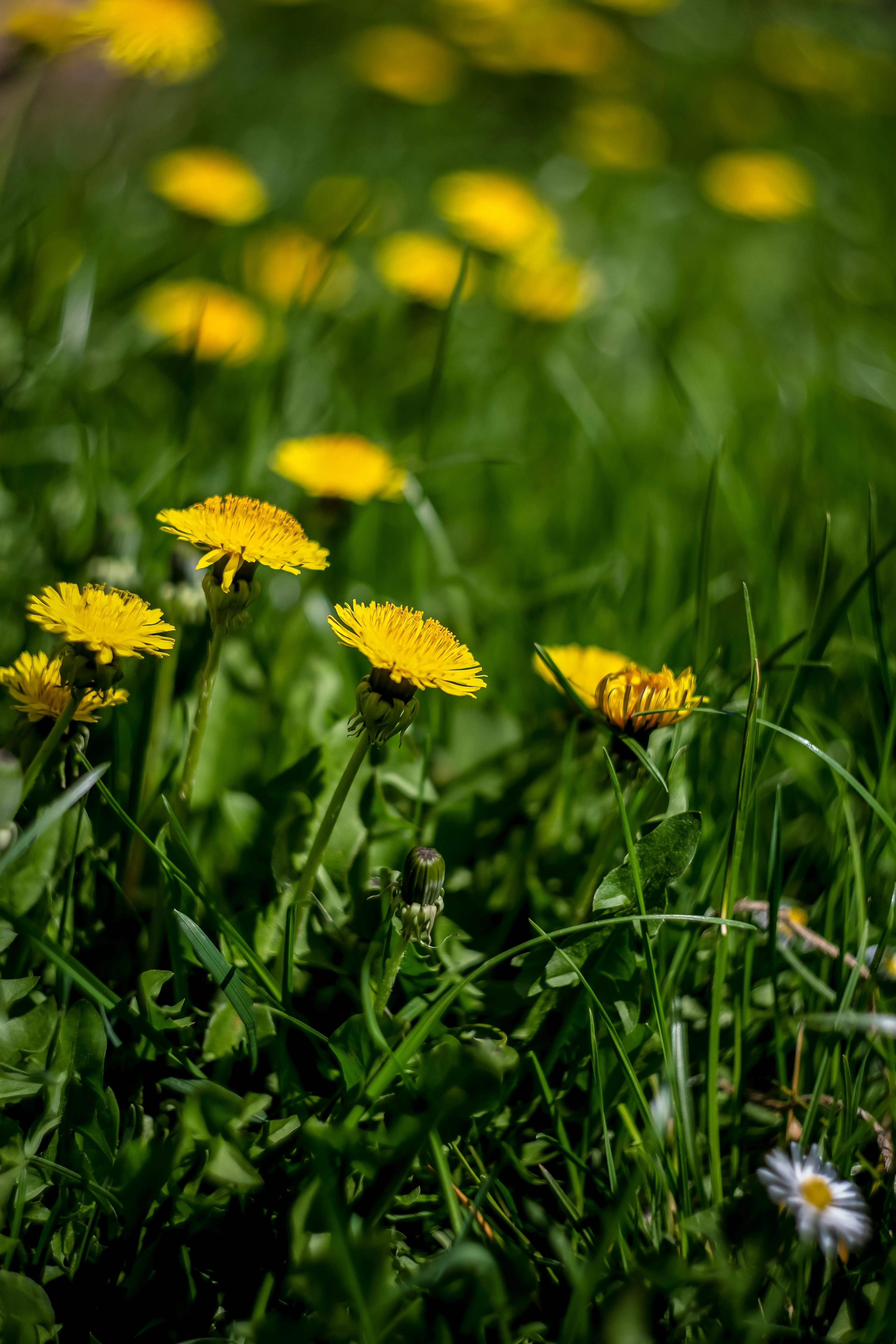 pissenlit - adventice / mauvaise herbe