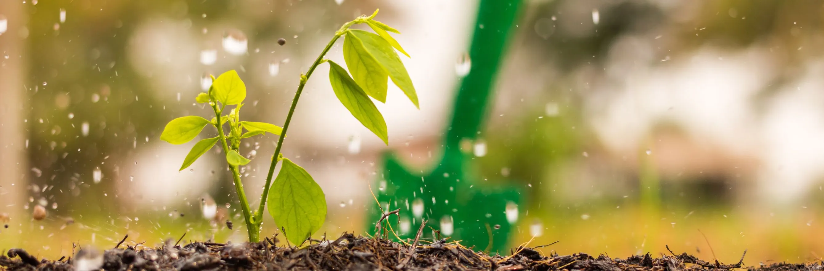 plante avec gouttes d’eau au jardin en novembre