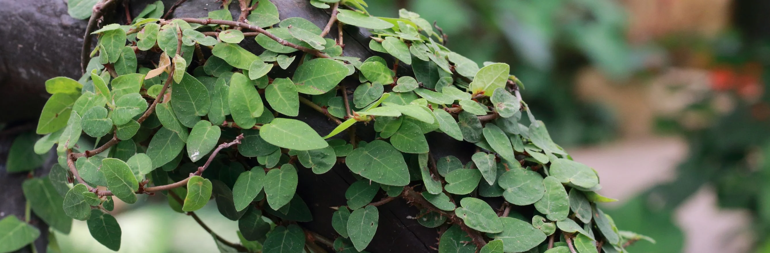 photo de plante grimpante