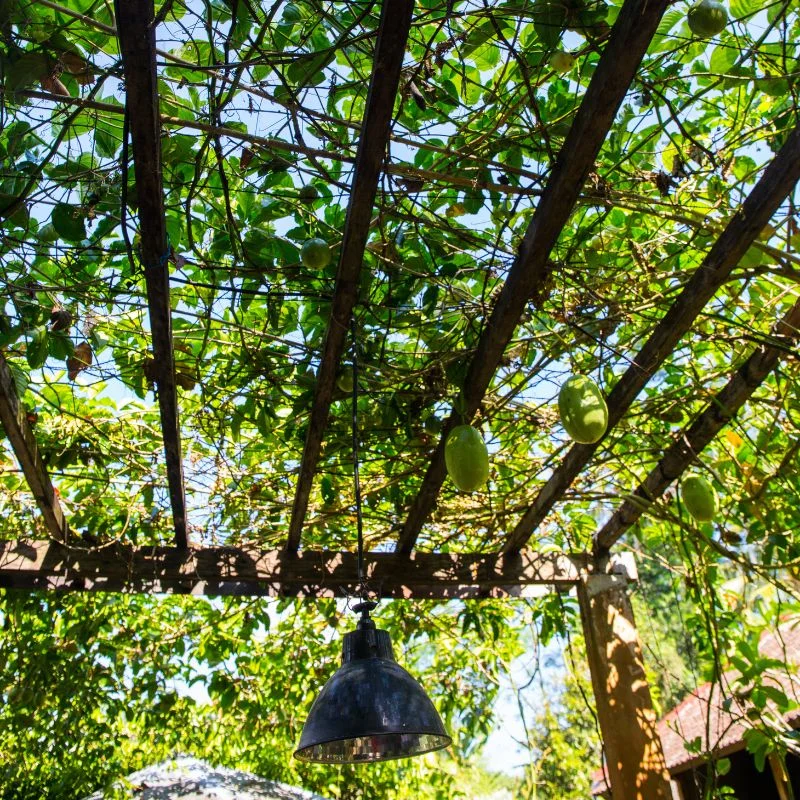 plante grimpante sur pergola