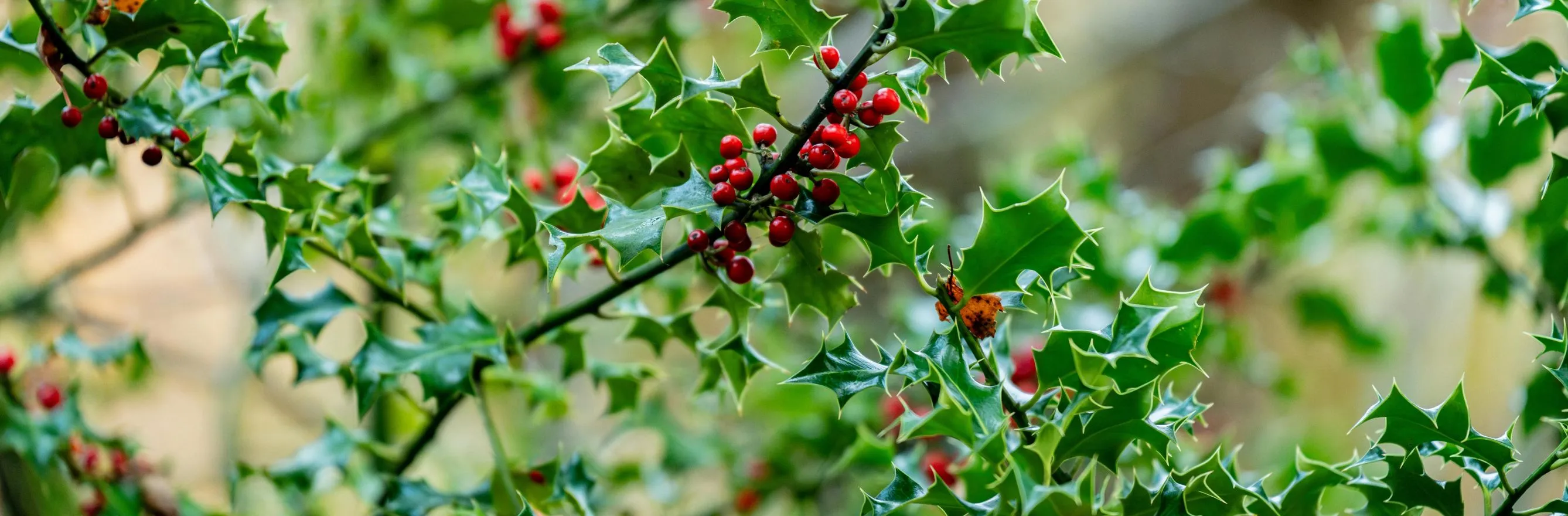 Plante à offrir pour Noël, signification plante - houx