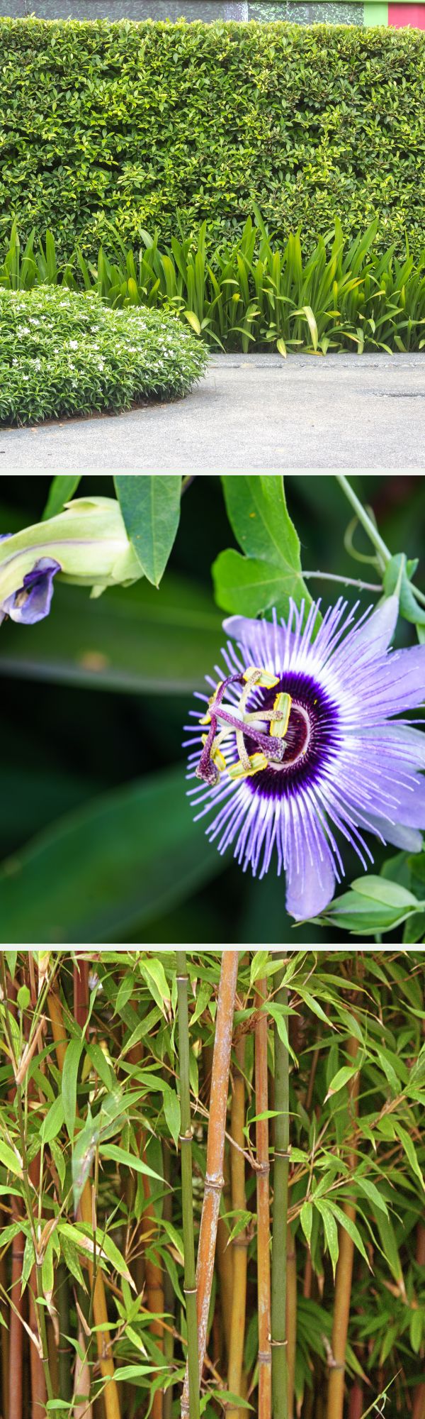 les plantes pour cacher un vis-à-vis