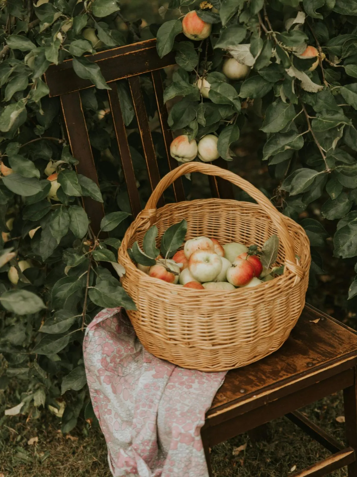 Comment planter un verger dans son jardin ? Récoltes et conservation