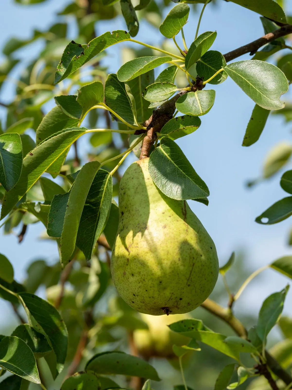 Arbres adaptés pour planter un verger dans son jardin