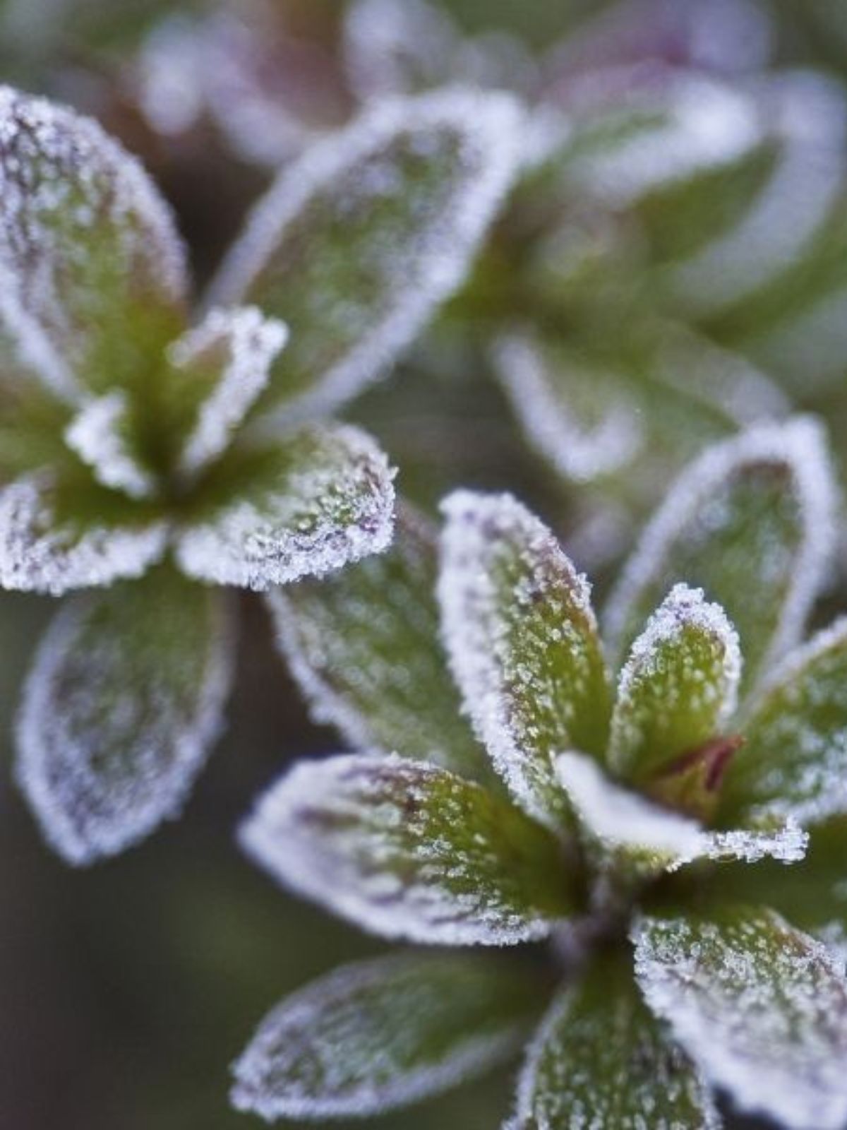 Le froid est là. Plantes sensibles, que faire ? - Blog jardin