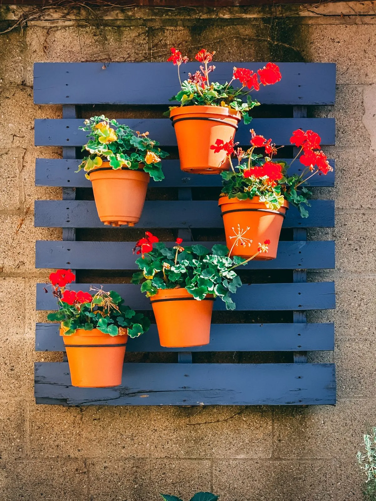 C'est une déco de jardin avec récup : une palette accrochée à un mur avec des pots de fleur