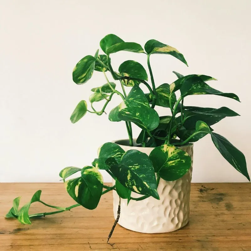 Pothos - plante toxique pour animaux