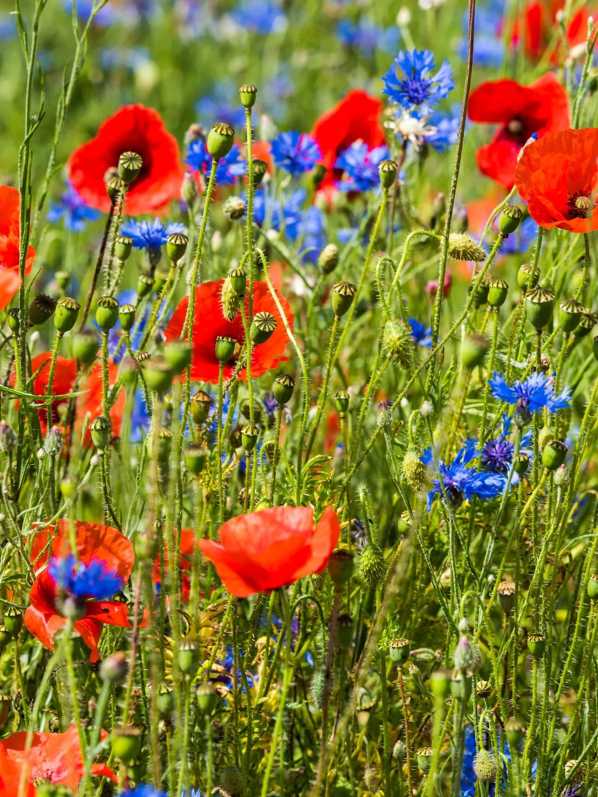 C'est l'image d'une praire fleurie : coquelicots et bleuets