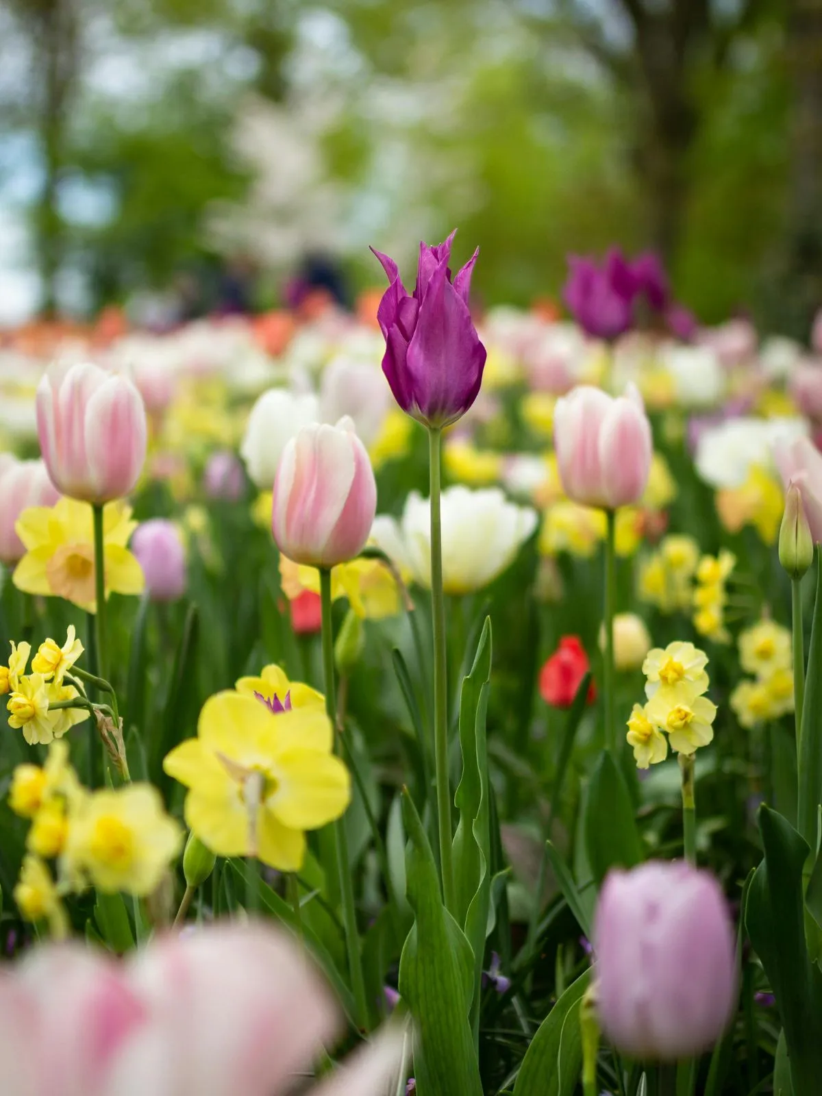 profiter de son jardin - semer des graines de fleurs