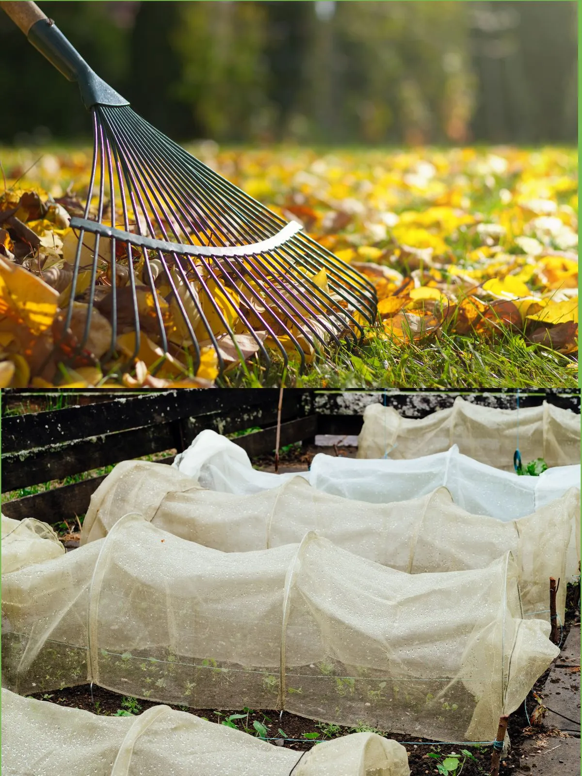 montage de deux images : un râteau et des feuilles mortes et un potager couvert