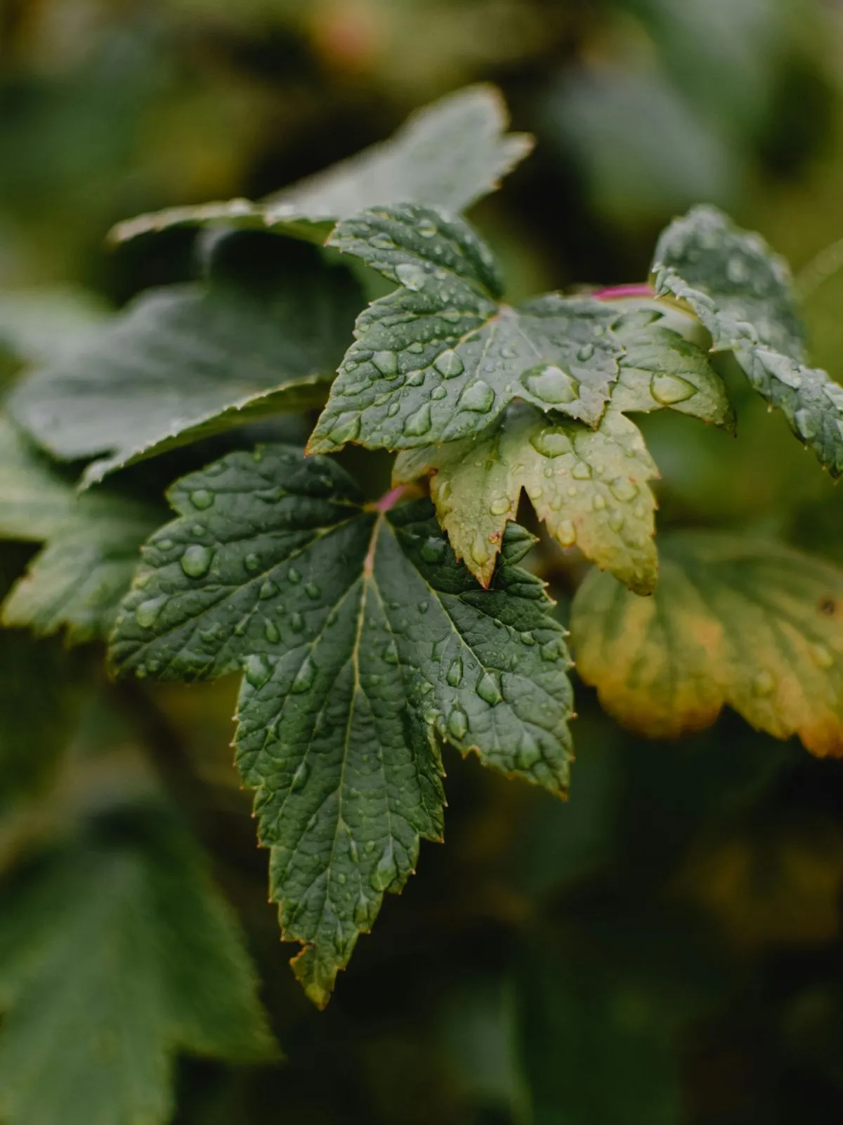 Protéger ses plantes des giboulées de mars