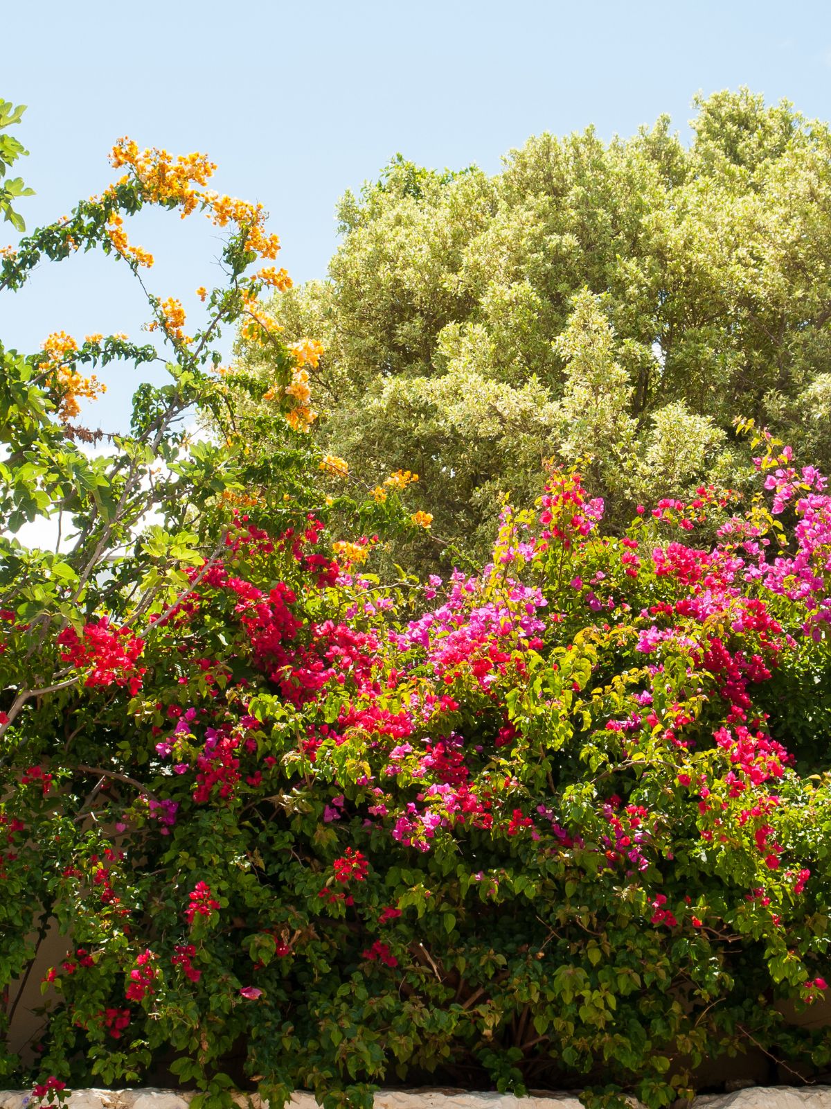 photo d'un laurier rose en fleurs