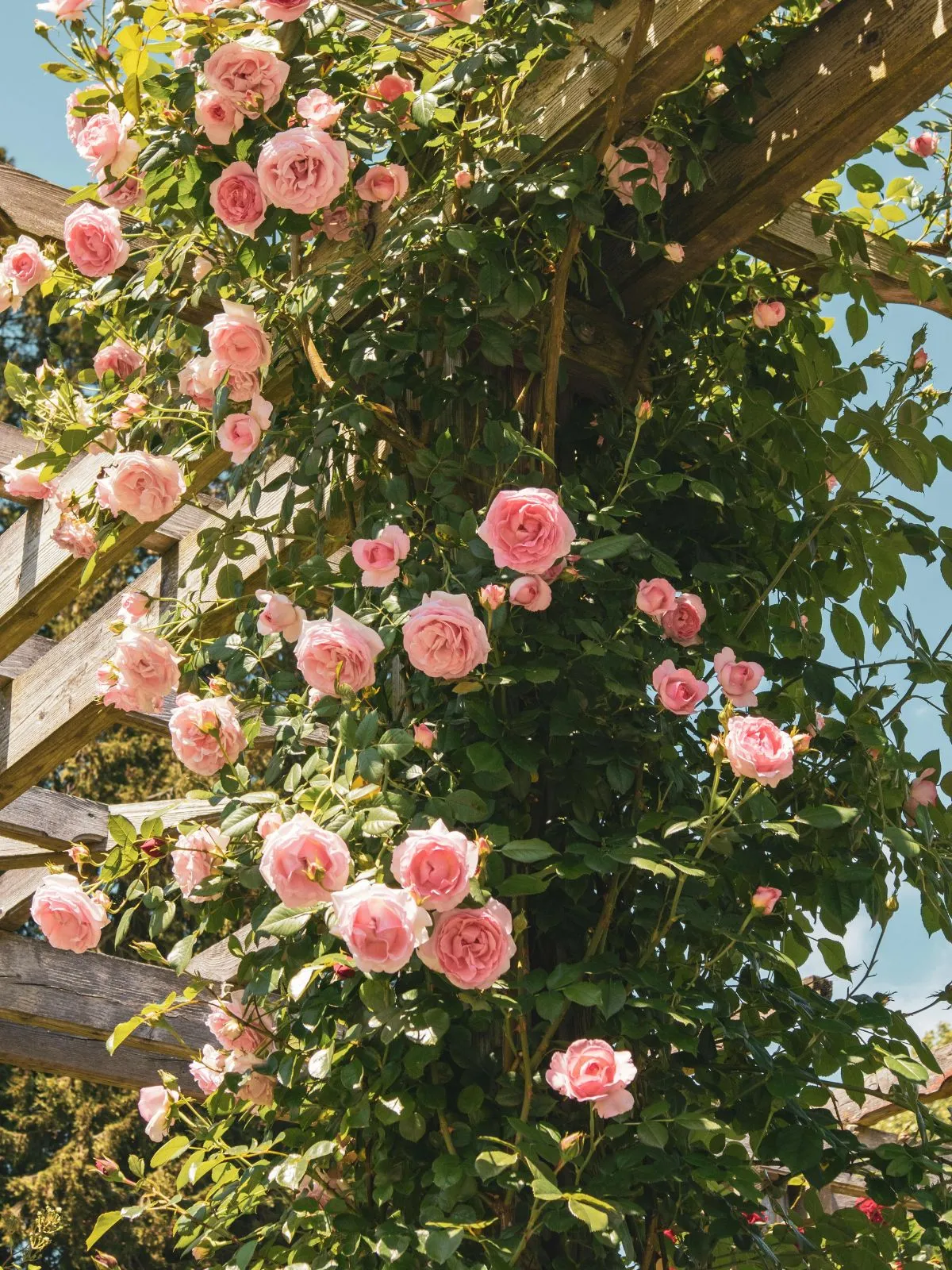 Rosier grimpant pour créer de l'ombre dans un coin détente de jardin