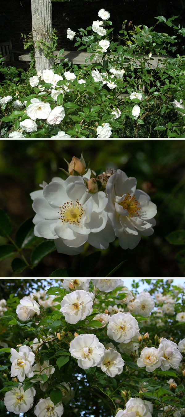 trois photos du rosier blanc