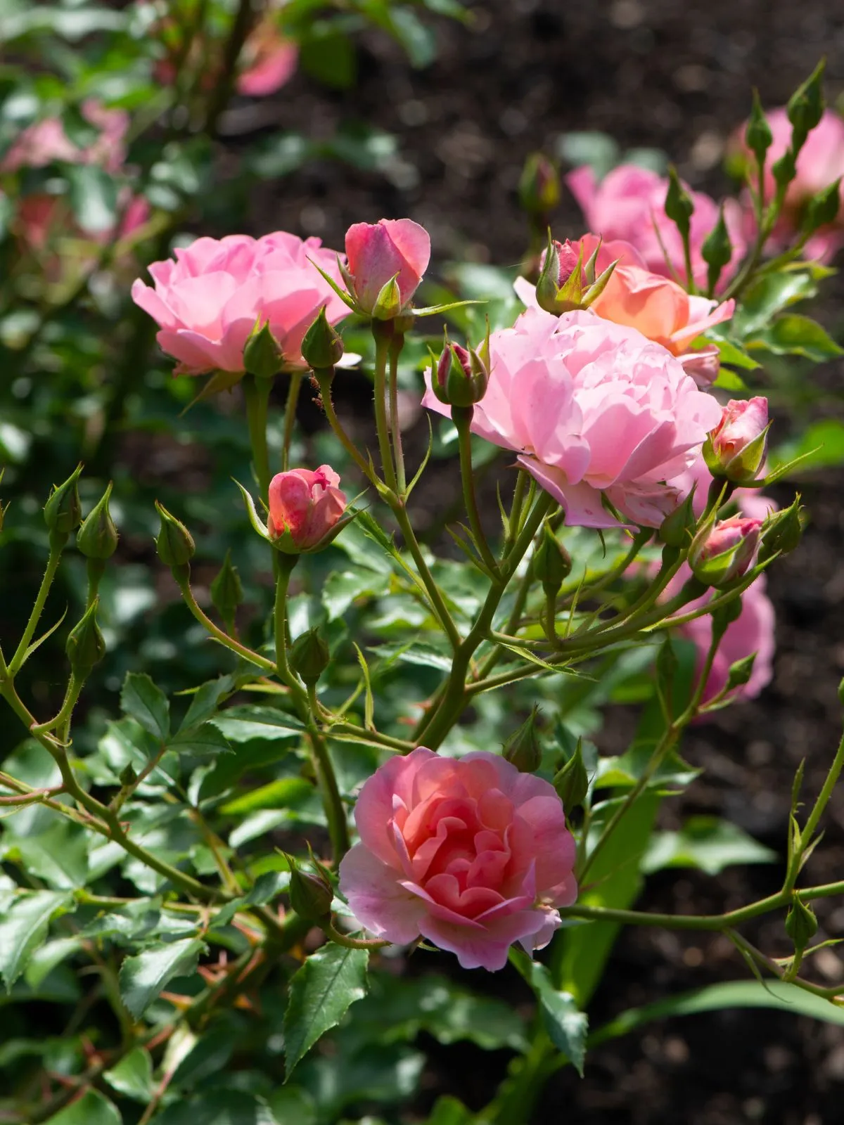 C'est un rosier rose Maxi Vita