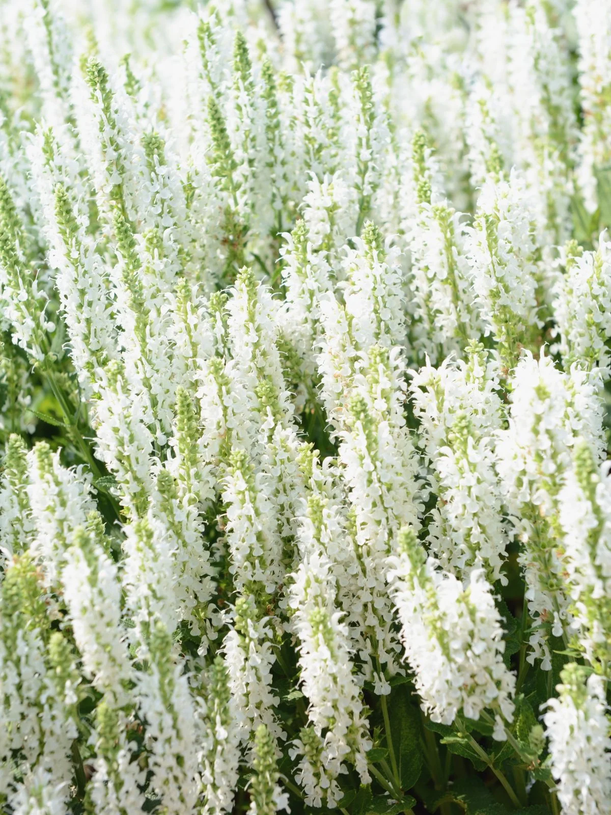 Salvia en fleurs blanches