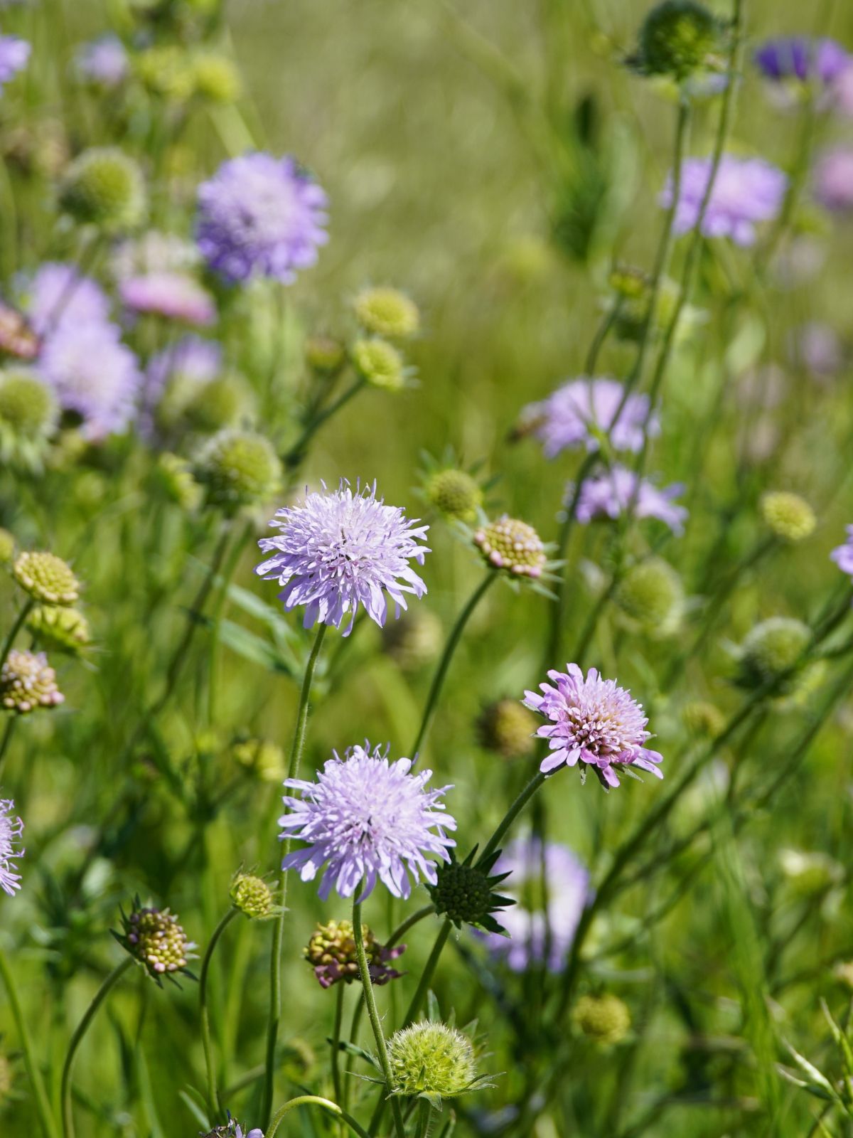 fleurs scabieuse dans un champs