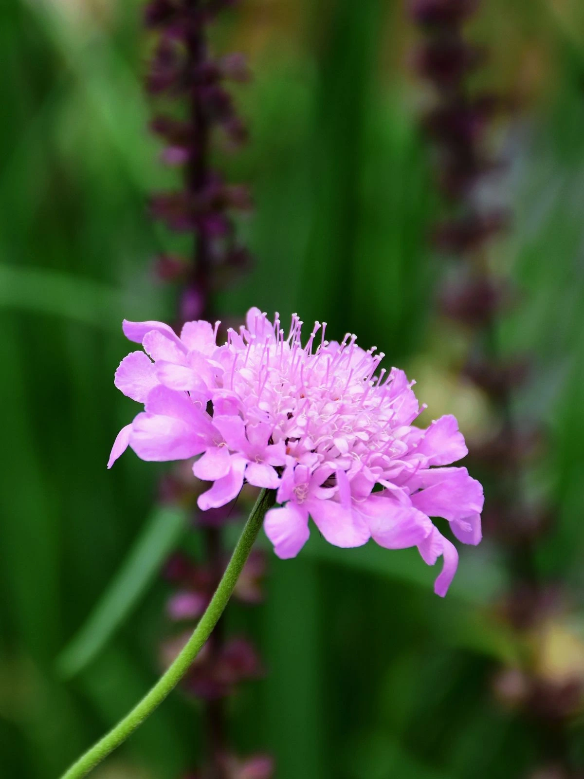 C'est une scabieuse Pink Mist