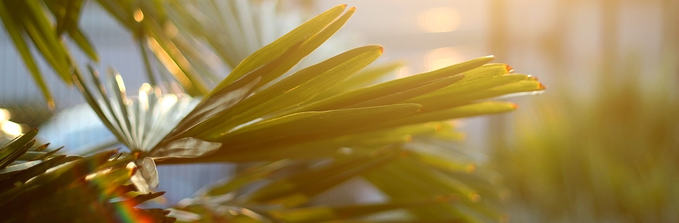 Feuille de palmier avec rayon de soleil