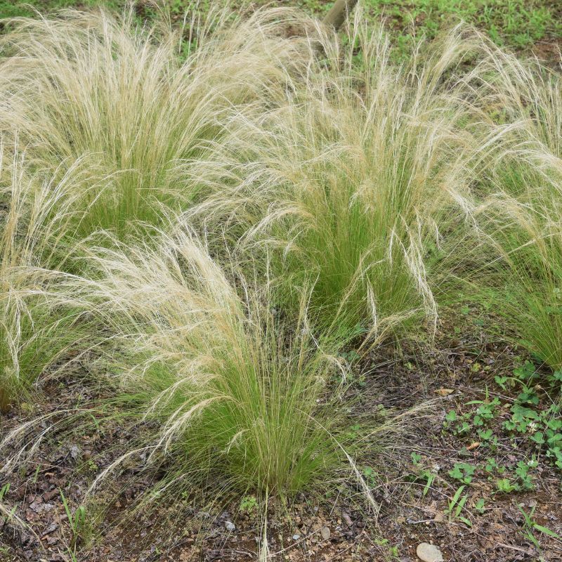 Stipa Tenuifolia