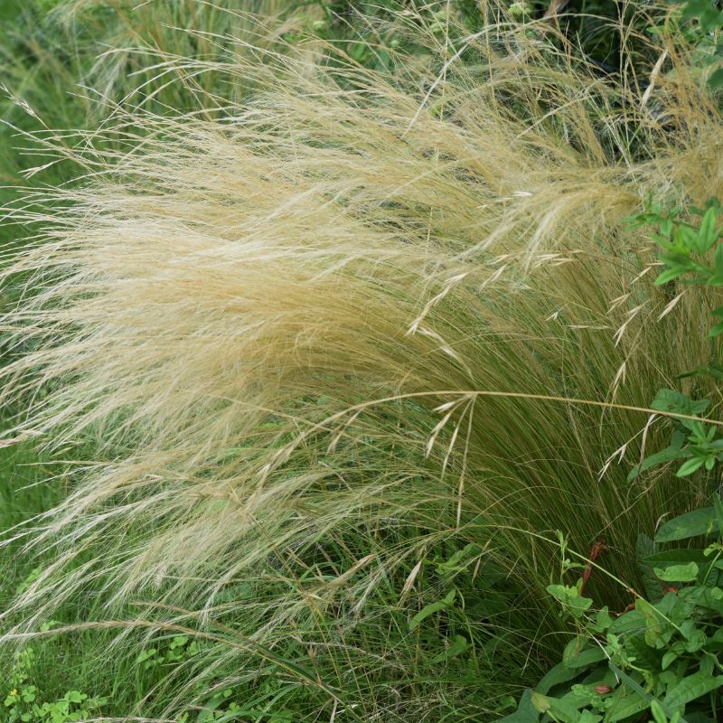 C'est la photo d'un stipa tenuifolia