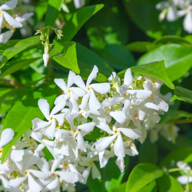 Trachelospermum jasminoides