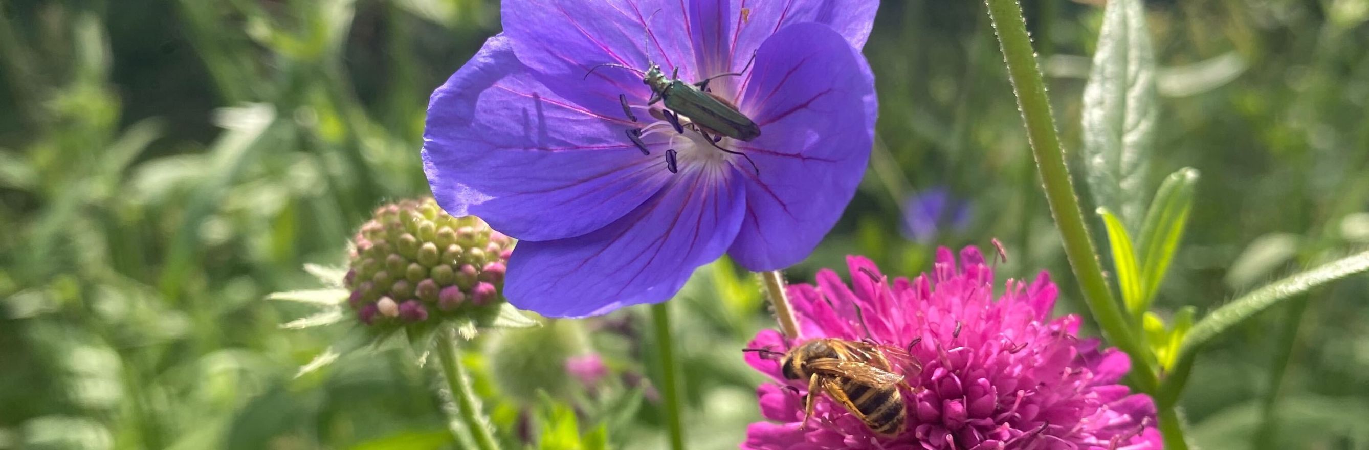 Une abeille qui butine une fleur