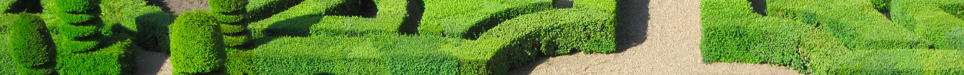 French garden hedge trimmed yew maze