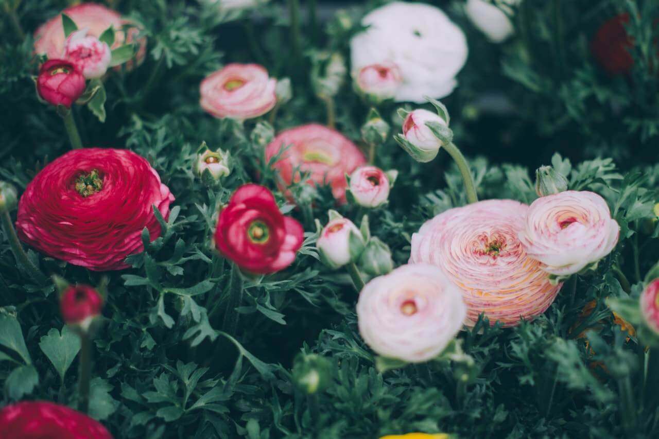 zoom on a melange of white, pink and red flowers with dark green foliage