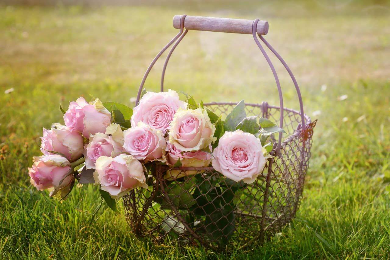 antique metal basket with a bunch of pale pink roses inside