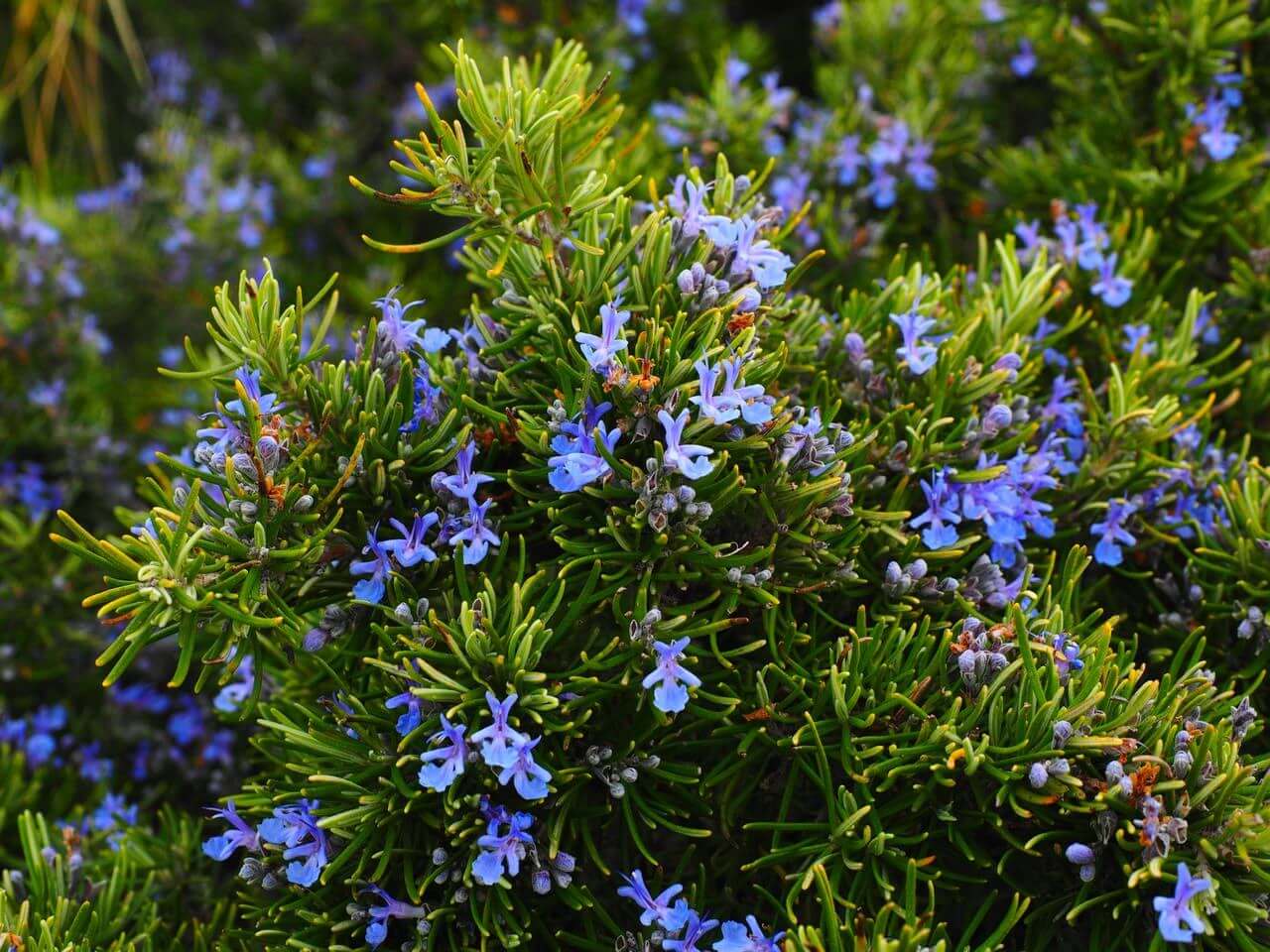 close-up on plant with blue flowers