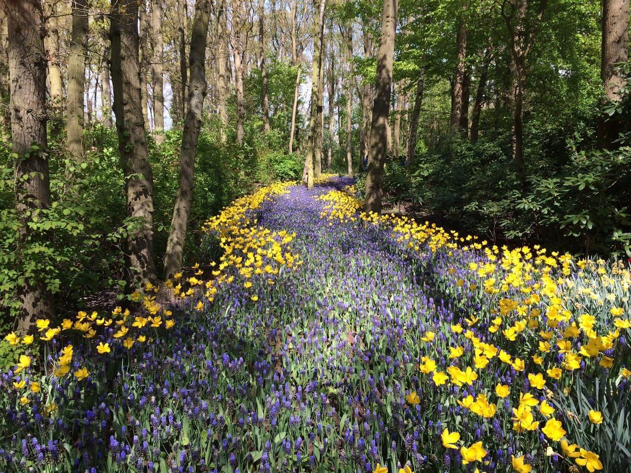 alley entirely covered with purple and yellow flowers in the forest