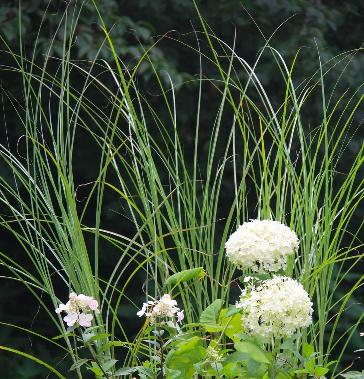 close-up of white annabella flowers in front of a miscanthus
