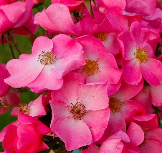 zoom on wild roses of a beautiful pink color