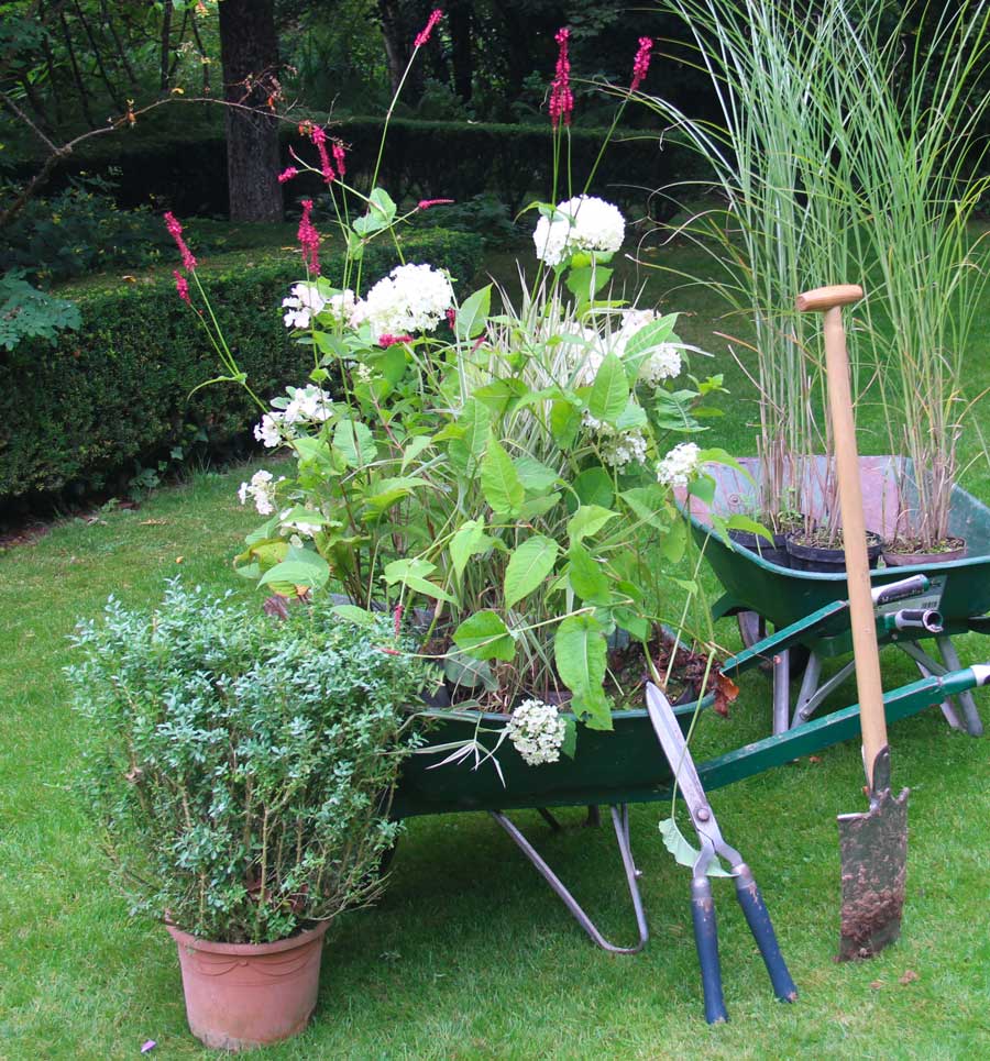 wheelbarrow, plants and tools, the perfect kit to get you off to a good start