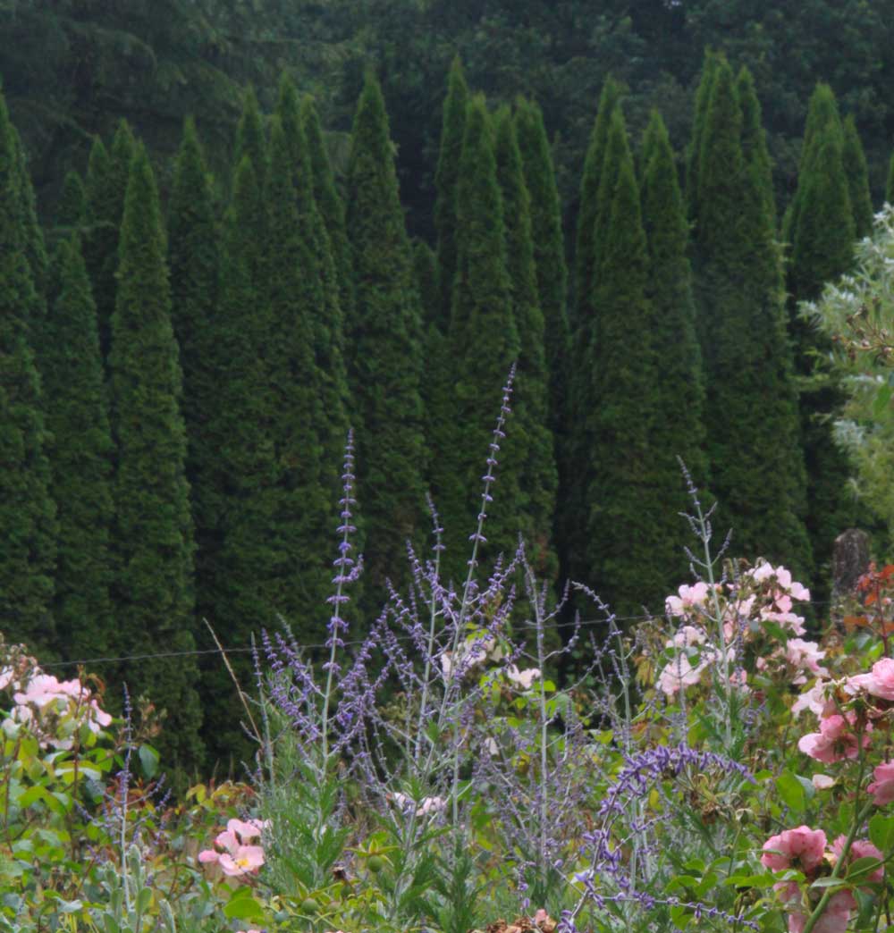 photo of wild roses in the foreground with large pointed yews in the background