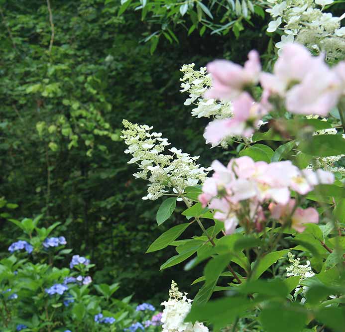 View of a flowering hydrangea from the Nature and Structure Garden