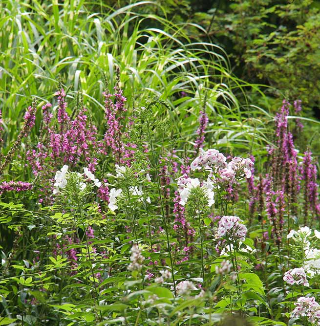 Yew hedge that surrounds colorful perennials of the Nature and Structure Garden