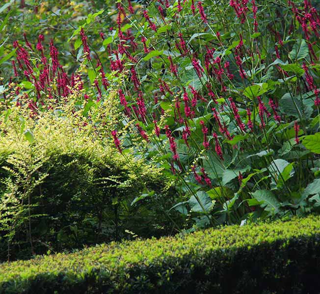 Yew hedge that surrounds colorful perennials of the Nature and Structure Garden