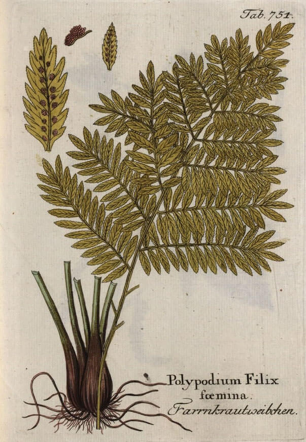 Extrait du livre "Illustrations de toutes les plantes médicales, économiques et technologiques, Volume 9 : Polypodium Filix foemina"