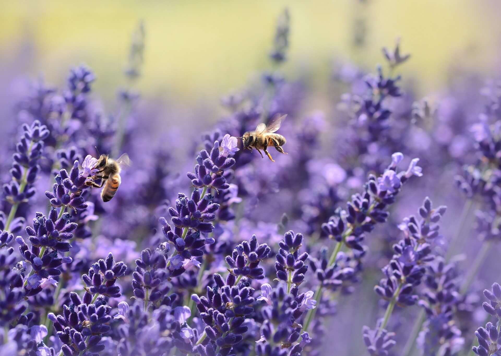 Close-up of bees foraging for lavender