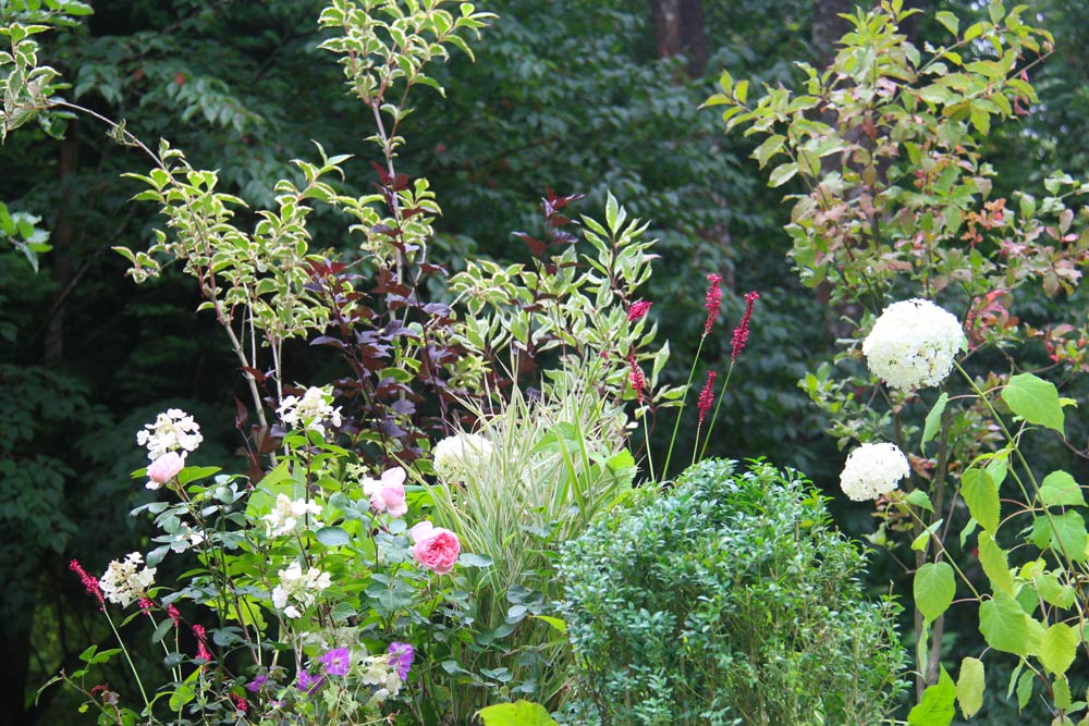 zoom sur un jardin avec un assortiment de plantes diverses mélangeant des notes de rose, vert et blanc